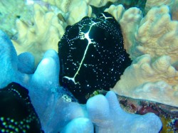 ウミウサギ　レンズなし