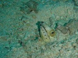 蛇って言われていてもアナゴだよ