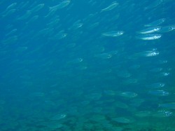 ミジュンの群れ