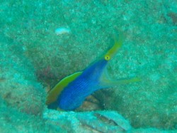 威嚇しまくりです