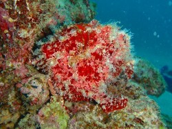 人気のアイドル