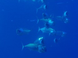 グルクマの群れ グルクマの群れ