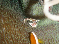 クマノミパラダイス