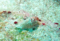 ミミガイの仲間かな？動きが、メチャクチャ早かったです♪