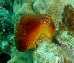 カイカムリの仲間　大きすぎてよろよろしていました♪