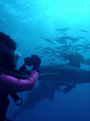 ジンベイダイビング ジンベイダイビング