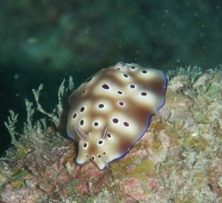 イナンビシ クマノミパラダイスにて イナンビシ クマノミパラダイスにて