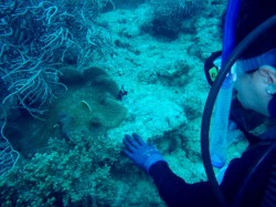 セジロクマノミ