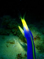 ハナヒゲウツボ