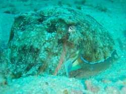 コブシメ コブシメ