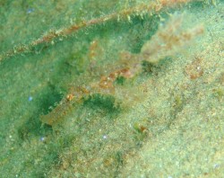 ニシキフウライウオ 地味な色でしたが、初めて見た色でした♪ ニシキフウライウオ 地味な色でしたが、初めて見た色でした♪