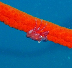 ミチヤギカクレカニダマシ 名前が長いので、水中では書ききれません(汗) ミチヤギカクレカニダマシ 名前が長いので、水中では書ききれません(汗)