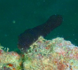 これまたいつも探してしまいます(笑)そして見れると嬉しいです。お客さんは、写真無理と最初からあきらめていました(汗) これまたいつも探してしまいます(笑)そして見れると嬉しいです。お客さんは、写真無理と最初からあきらめていました(汗)