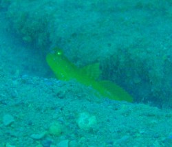 お客さん発見が発見しました。フタホシタカノハハゼでしょうか? お客さん発見が発見しました。フタホシタカノハハゼでしょうか?