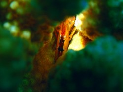 エビですが、りょうさんとちょっと違う?