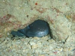 洞窟の中にしました♪うなぎでしょうか？