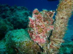 オオモンカエルアンコウ