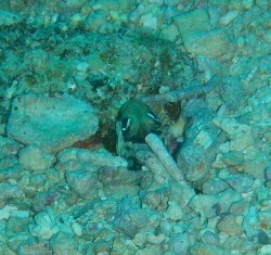 恥ずかしがり屋のリングアイジョーフィッシュ♪