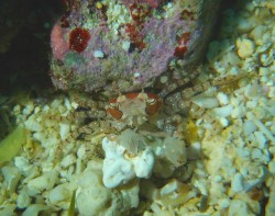 キンチャクガニ