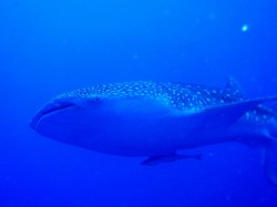 ジンベイダイブ