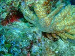 オオコノハミノウミウシ