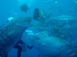 ジンベイダイビング ジンベイダイビング