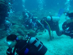 ネムリブカ鑑賞会ですなぁ～♪
