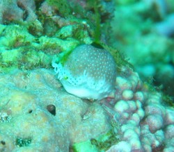 ユキンコボウシガニ　　右下の方に目が出ているがわかりますか？