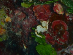 ジャパニーズ・ピグミー・シーホース！