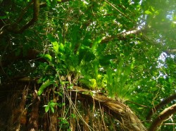 他の植物に寄生するタニワタリ（マングローブカヤック）