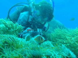 ハナビラクマノミくん相手に！（沖縄本島　イナンビシ）