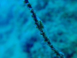 キミシグレカクレエビかな？