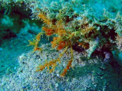 クモガニの仲間