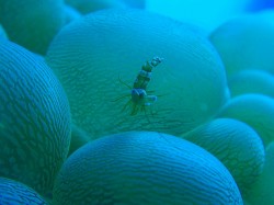 イソギンチャクモエビ