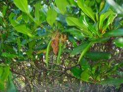 いんげん見たいなのが種