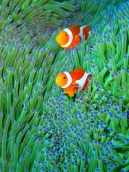 トウマの主役? 他にも人気者がたくさん居ますからね~ トウマの主役? 他にも人気者がたくさん居ますからね~