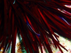 ガンガゼエビ? ガンガゼエビ?