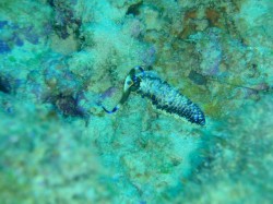 すっごく早足で歩いていましたよ！（沖縄本島近海　イナンビシ）