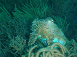 コブシメ　（沖縄本島近海　イナンビシ）