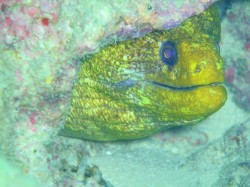 しゃくれ しゃくれ