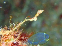 うねりのある中、がんばってましたよ 0100122goo-1