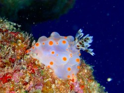 コンペイトウ コンペイトウ