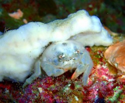 カイカムリの仲間 真っ白で可愛かったです♪ カイカムリの仲間 真っ白で可愛かったです♪
