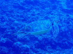 アオウミガメ アオウミガメ