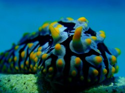 イボイボ イボイボ