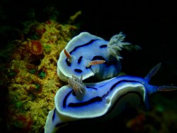 カップル カップル