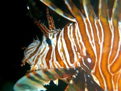 ハナミノカサゴ ハナミノカサゴ