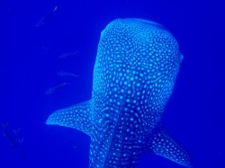 ジンベイダイビング ジンベイダイビング