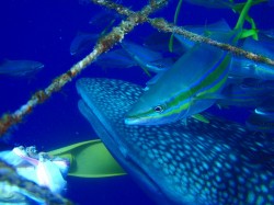 ジンベイダイビング 主役じゃないけど気になる魚、ツムブリです♪ ジンベイダイビング 主役じゃないけど気になる魚、ツムブリです♪