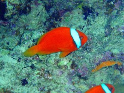 オレンジボディ